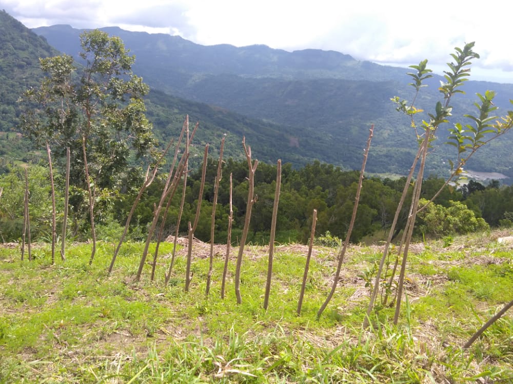 LEN Large scale LRC land grab around Sinharaja