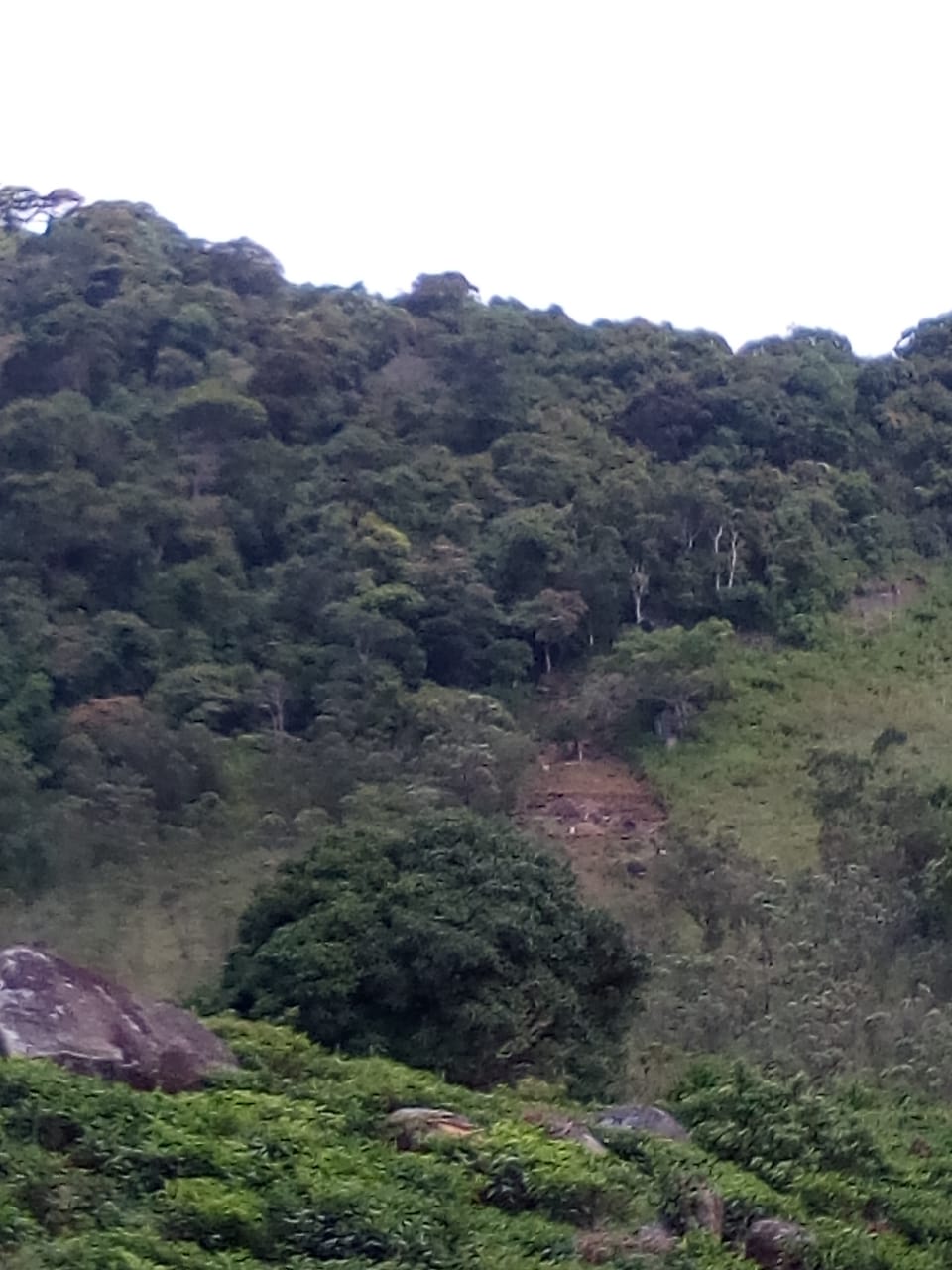 LEN Large scale LRC land grab around Sinharaja