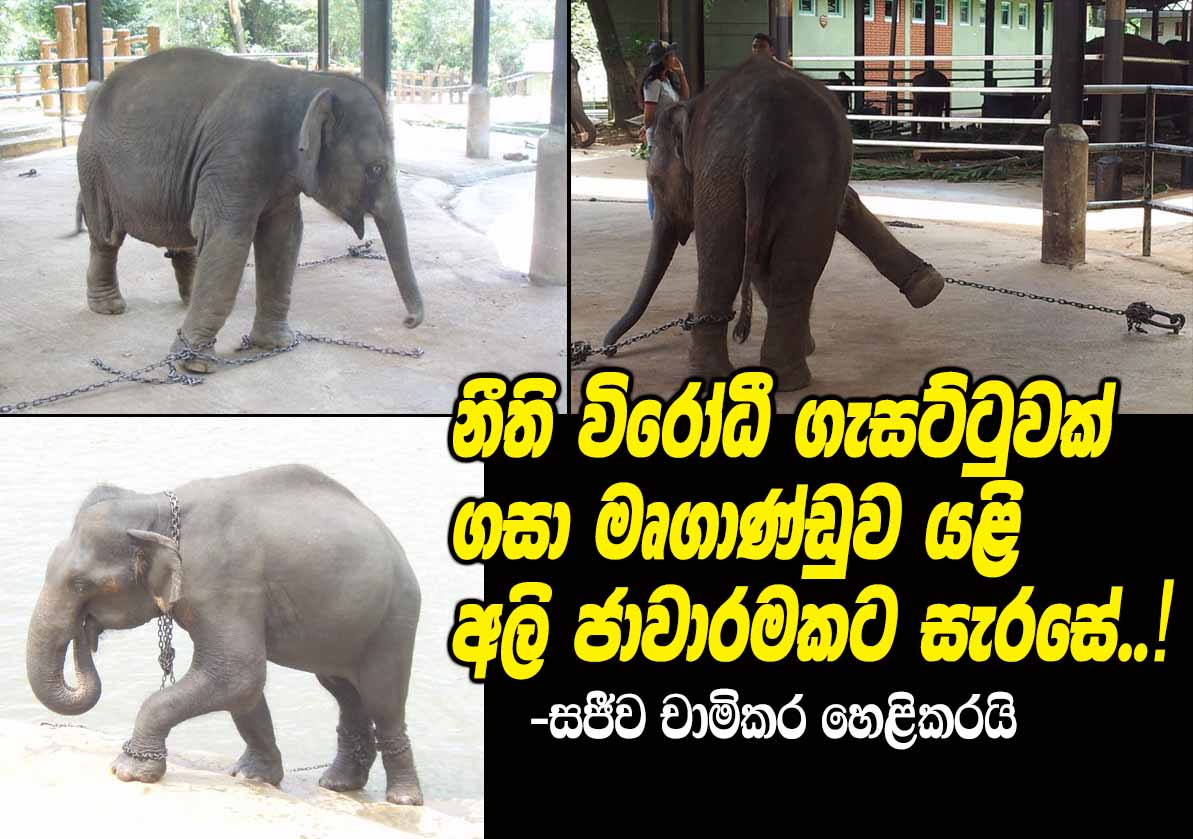 LEN - www.lankaenews.com | The beast govt. is preparing for another ...