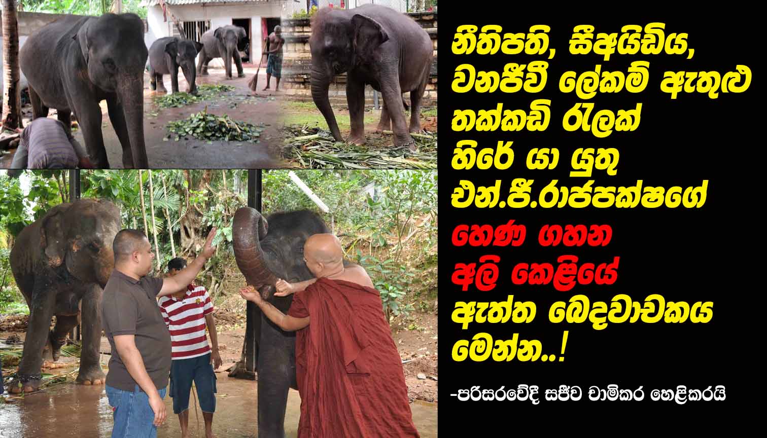 LEN - www.lankaenews.com | Hera is the Baby elephant racket hidden in ...