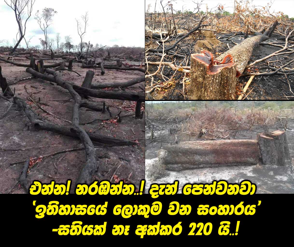 Huge-Deforestration-220Acers.jpg